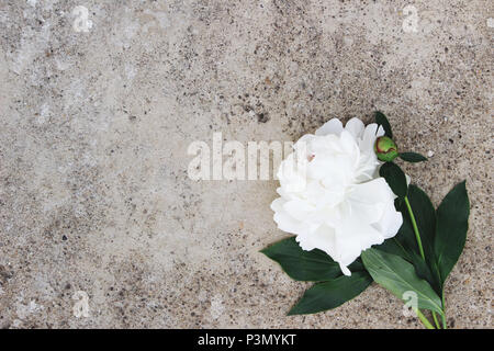 Style Féminin stock photo. Moody composition florale. Pivoine blanche fleur sur grunge background béton, mise à plat, vue du dessus. L'espace vide. Banque D'Images