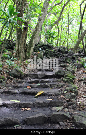 Rock et la boue escaliers à travers une forêt tropicale sur le Kuloa Point Trail dans le Parc National de Haleakala, Kipahulu, Maui, Hawaii, USA Banque D'Images