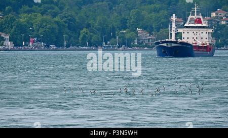 ISTANBUL, TURQUIE - le 24 mai : vue sur un troupeau d'Sherwaters Yelkouan battant le long du Bosphore à Istanbul Turquie le 24 mai, 2018 Banque D'Images