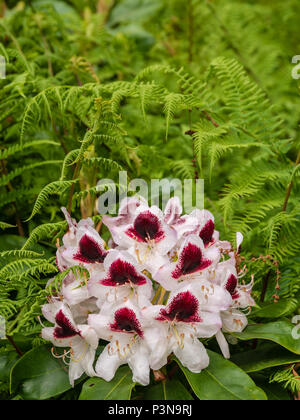 Un rhododendron coloré fleur en parmi quelques fougères Banque D'Images