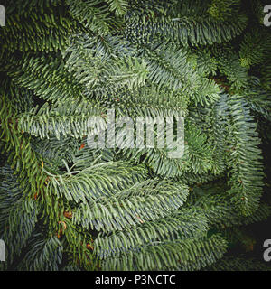 Close up of green sapin aiguilles sur les branches. Contexte et la texture. Décoration de Noël. Format carré. Banque D'Images