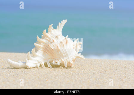 Shell. Les mollusques de la mer. Shell sur le sable à la plage et mer bokeh Banque D'Images