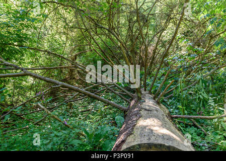 Arbre de coupe forestière vers le bas Banque D'Images