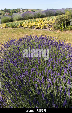 Jardin avec l'essor de la lavande Banque D'Images