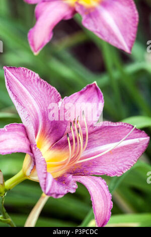 Fleur Hemerocallis rose Daylily 'Chicago Arnies Choice' Daylilies Banque D'Images