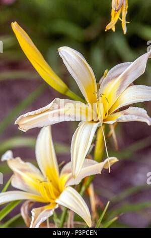 Dayly Hemerocallis 'Faith Nabor' Daylilies hemerocallis dans le bourgeon Banque D'Images