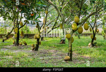 Jack fruits et d'arbres Banque D'Images