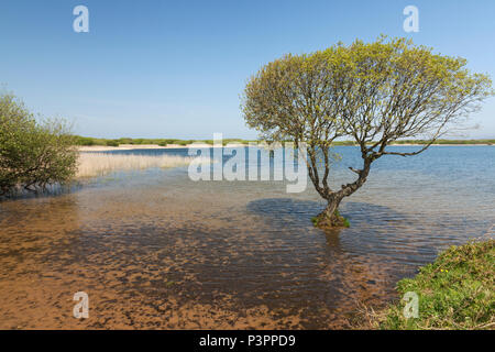 Piscine Kenfig, réserve naturelle nationale de Kenfig, tonne Kenfig, Bridgend, South Wales, UK Banque D'Images