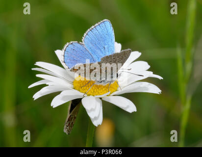 Adonis Blue Butterfly - Lysandra bellargus mâle sur l'Oxeye Daisy - Leucanthemum vulgare avec femelle ci-dessous Banque D'Images