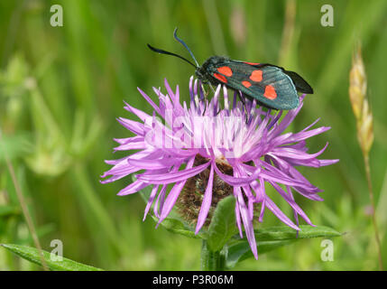 Zygaena trifolii Five-Spot Burnett - decreta sur une plus grande - la centaurée Centaurea scabiosa Banque D'Images