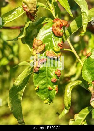 Les feuilles endommagées peach almond Taphrina deformans cloque de la maladie. Contacter l'éclosion des maladies des feuilles les feuilles des arbres. Banque D'Images