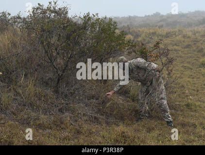 160718-F-DF491-0004 - Pohakuloa Zone de formation, New York - Un projet pilote avec le 353e Escadron de soutien des opérations spéciales, collecte de l'herbe sèche pour camoufler sa tente dans le cadre de la survie, évasion, résistance, échapper à une formation de recyclage au cours de l'EXERCICE RIMPAC au secteur d'entraînement de Pohakuloa, New York, le 18 juillet 2016. Vingt-six nations, 49 navires, 6 sous-marins, environ 200 avions et 25 000 personnes participent à l'EXERCICE RIMPAC 16 du 29 juin au 4 août dans et autour des îles Hawaï et la Californie du Sud. Le plus grand exercice maritime international RIMPAC, fournit une formation unique tout en Banque D'Images