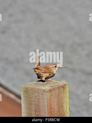 Le Troglodyte mignon (Troglodytes troglodytes) sur un jardin clôture, transportant une espèce, la position de son nid Banque D'Images