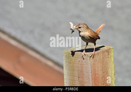 Le Troglodyte mignon (Troglodytes troglodytes) transportant une espèce, la position de son nid Banque D'Images