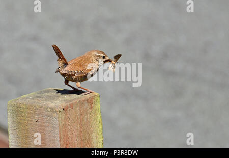 Le Troglodyte mignon (Troglodytes troglodytes) transportant une espèce, la position de son nid Banque D'Images