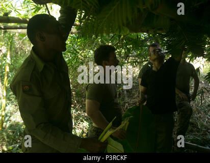 Les Marines américains et les marins et soldats fidjiens mettre les feuilles de bananier sur leur abri pour se protéger de la pluie, le 15 juillet 2016, dans le cadre de la formation à la survie dans la jungle, à Ovalau, Fidji pendant un exercice de formation national, bilatéral entre les États-Unis et les Îles Fidji. Au cours de l'entraînement de survie, les Marines et les marins, avec la Force, et Moana Koa fidjiens ont été séparés de leurs pelotons et ont été forcés de trouver de la nourriture, des abris et d'eau pour survivre pendant plus de 24 heures. Au cours de l'exercice de tir réel ils ont effectué ensemble, la base de patrouille et d'augmenter la formation de survie jungle interoperabi Banque D'Images