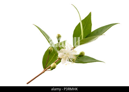 Direction générale de fleurs de myrte commun isolated on white Banque D'Images