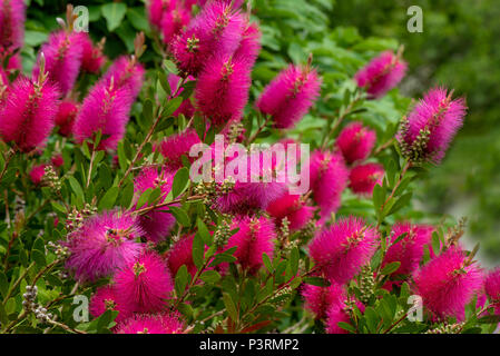 Le quartier animé de fleurs roses de l'été arbuste à fleurs Callistemon viminalis 'Hot Pink', également connu sous le nom de l'usine de Bottlebrush Banque D'Images