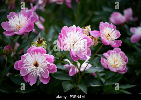 Image en gros plan de la belle floraison d'été Paeonia lactiflora 'Bowl of Beauty' pivoine arbustive 'Bowl of Beauty' fleur rose Banque D'Images
