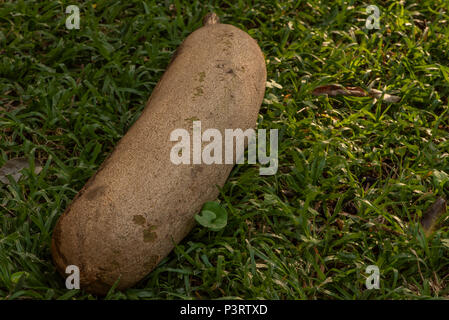 Un fruit de l'arbre à saucisse qui était tombé au sol Banque D'Images