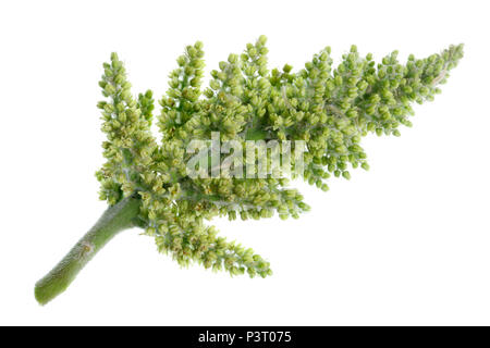 Fleurs vert jardin de plantes vivaces - sumac vénéneux. Le début de la période végétative de maturation. Isolé sur un plan macro studio blanc Banque D'Images