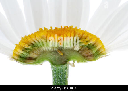 Couper l'intérieur de l'été, grand jardin cultivé fleur camomille daisy. À l'intérieur de l'usine de réel concept. Isolé sur blanc macro studio Banque D'Images