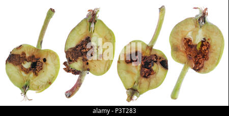 Sections de moitiés de pommes non mûres petit vert, qui sont mangées et gâtés par les vers. Isolated on white studio ensemble macro Banque D'Images