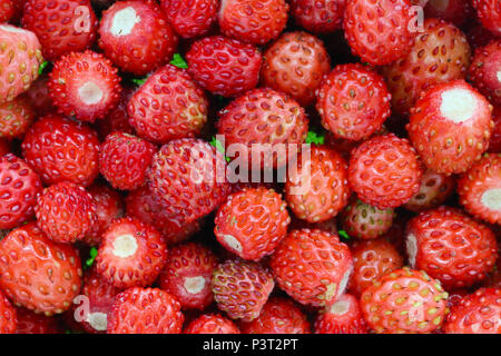 Du vrai rouge fraise mûre sauvage fruits macro fond. Naturel Studio shot Banque D'Images