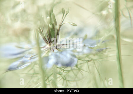 Nigella damascena plante au début de l'été avec différentes nuances de bleu à fleurs parterre Banque D'Images