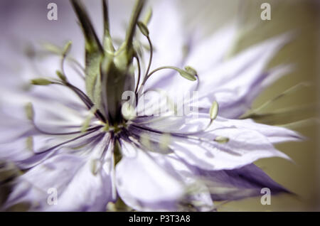 Nigella damascena plante au début de l'été avec différentes nuances de bleu à fleurs parterre Banque D'Images