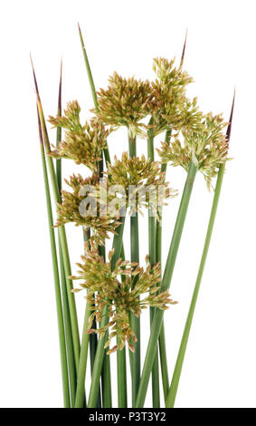 Forte pré vert de l'herbe avec graines jaunes et de fleurs bouquet. Isolé sur un plan macro studio blanc Banque D'Images