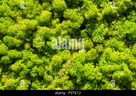 Mousse verte mur, vue de dessus la texture, Close up contexte Banque D'Images