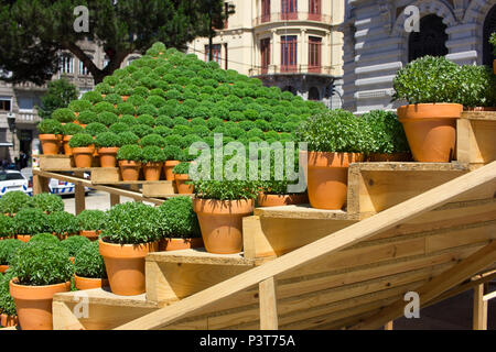 Basilic en pot plantes traditionnellement donnés comme cadeaux ou utilisés pour décorer la maison à Porto autour de St. John's Eve (Festa de Sao Joao do Porto). Milieu de l'été. Banque D'Images