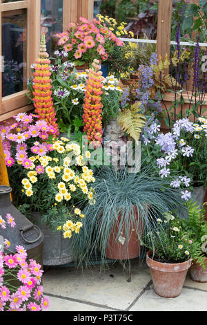 Affichage de fleurs en face d'une serre à un flower show. UK Banque D'Images