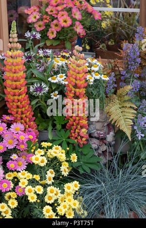 Affichage de fleurs en face d'une serre à un flower show. UK Banque D'Images