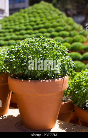 Basilic en pot plantes traditionnellement donnés comme cadeaux ou utilisés pour décorer la maison à Porto autour de St. John's Eve (Festa de Sao Joao do Porto). Milieu de l'été. Banque D'Images