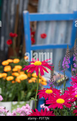 Tanacetum coccineum 'Robinson's Red'. Daisy peint des fleurs dans un petit jardin à montrer un flower show. UK Banque D'Images