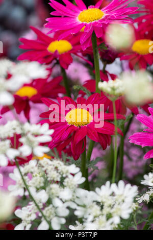 Tanacetum coccineum 'Robinson's Red'. Daisy peint des fleurs dans un petit jardin à montrer un flower show. UK Banque D'Images