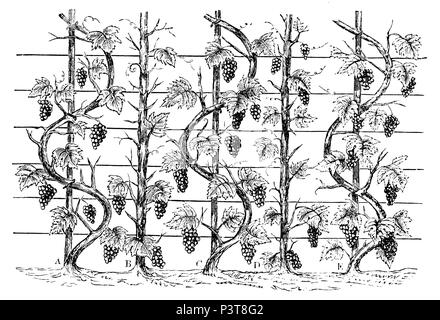 Comme une vigne cordon ondulé, 1877 Banque D'Images