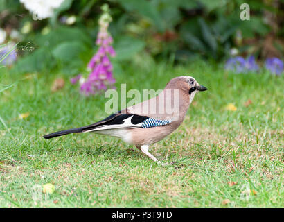 Une jolie Jay colorés à la recherche de nourriture sur une pelouse dans un jardin en Alsager Cheshire England Royaume-Uni UK Banque D'Images