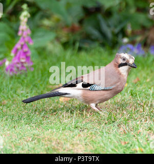 Une jolie Jay colorés à la recherche de nourriture sur une pelouse dans un jardin en Alsager Cheshire England Royaume-Uni UK Banque D'Images