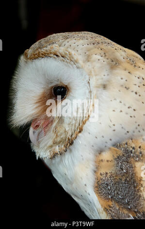 Effraie des clochers Banque D'Images