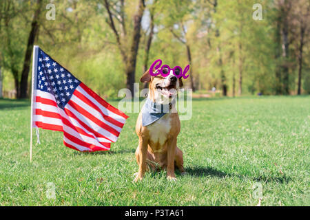USA Date de l'indépendance et le chien concept. Joyeux et heureux, chien chien dans 'cool' masquerade lunettes s'assied à pelouse en face de l'USA fl Banque D'Images