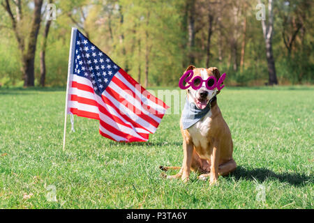 USA Date de l'indépendance et le chien concept. Joyeux et heureux, chien chien dans 'cool' masquerade lunettes s'assied à pelouse en face du drapeau USA Banque D'Images