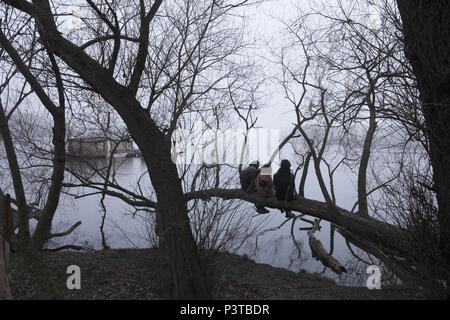 Berlin, Allemagne, trois jeunes gens assis sur une branche sur la baie Rummelsburger à Berlin-Friedrichshain Banque D'Images