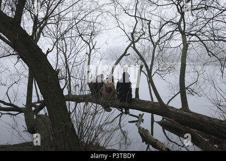 Berlin, Allemagne, trois jeunes gens assis sur une branche sur la baie Rummelsburger à Berlin-Friedrichshain Banque D'Images