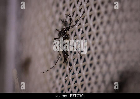 RECIFE, PE - 27.05.2015 : DA MOUSTIQUE - DENGUE o número de casos de la dengue sempre preocupam autoridades do Setor da Saúde em todo o Brasil. Foto Na o moustique Aedes aegypti, capteurs n'vírus da la dengue, da febre chikungunyan e o vírus Zika. (Foto : Jr Manolo / Fotoarena) Banque D'Images