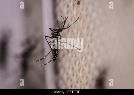 RECIFE, PE - 27.05.2015 : DA MOUSTIQUE - DENGUE o número de casos de la dengue sempre preocupam autoridades do Setor da Saúde em todo o Brasil. Foto Na o moustique Aedes aegypti, capteurs n'vírus da la dengue, da febre chikungunyan e o vírus Zika. (Foto : Jr Manolo / Fotoarena) Banque D'Images