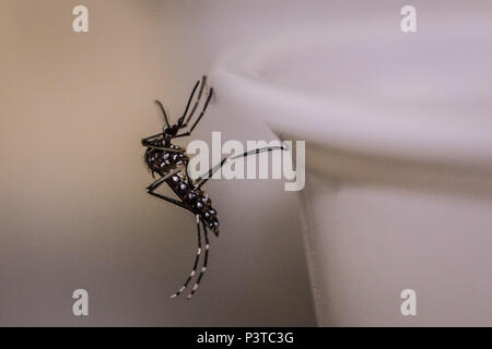 RECIFE, PE - 27.05.2015 : DA MOUSTIQUE - DENGUE o número de casos de la dengue sempre preocupam autoridades do Setor da Saúde em todo o Brasil. Foto Na o moustique Aedes aegypti, capteurs n'vírus da la dengue, da febre chikungunyan e o vírus Zika. (Foto : Jr Manolo / Fotoarena) Banque D'Images