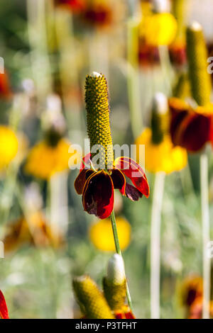 Prairie coneflower verticale ou Mexican Hat, Ratibida columnifera Pulcherrima Banque D'Images